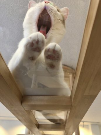 キャットウォーク