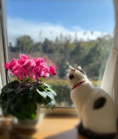 ネコ　ひなたぼっこ