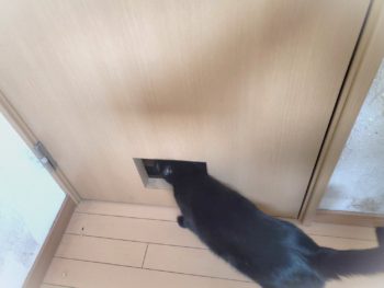 ペットを飼っている家庭がリノベーションする時に知っておきたいこと