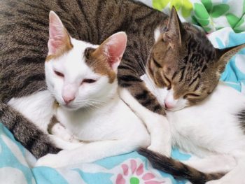 ねこのいる生活　添い寝