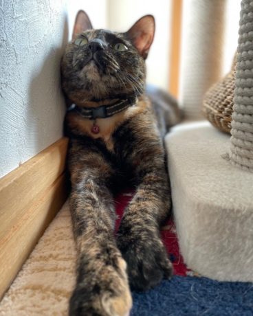 ねこのいる生活　からし