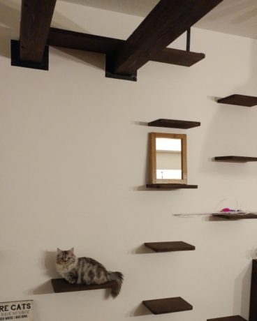 猫　階段