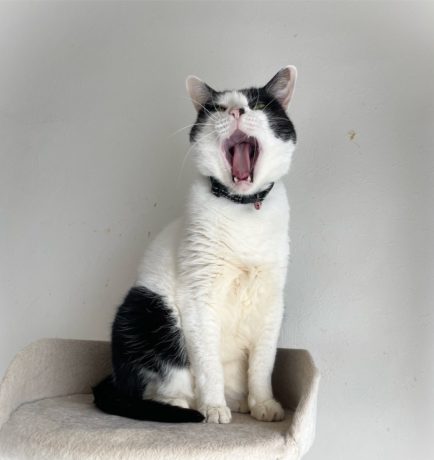 ペットを飼っている家庭がリノベーションする時に知っておきたいこと