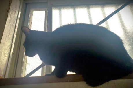 ペットを飼っている家庭がリノベーションする時に知っておきたいこと