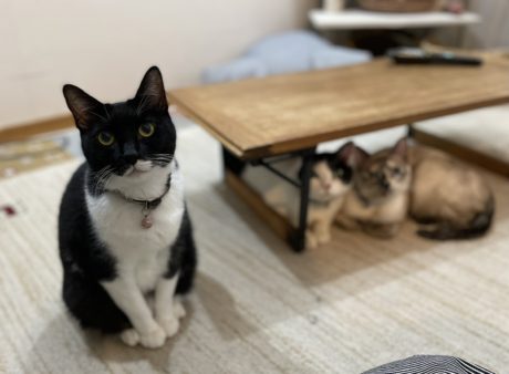 猫のためのリフォーム